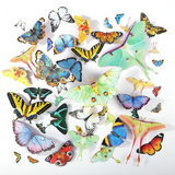 Realistic Paper Butterfly Moth